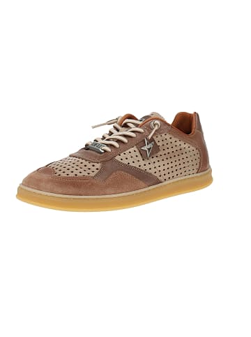 Cetti Sneaker low C-848 Barefoot in Braun