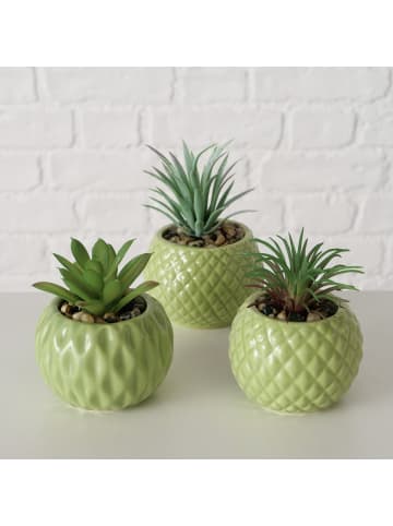 Boltze Sukkulent in grün