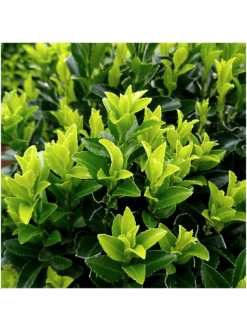 NatureNest Japanischer Spindelstrauch Set 12 Euonymus Green Spire