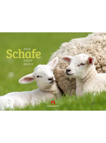 Ackermann Kunstverlag Kalender - Schafe Kalender 2026