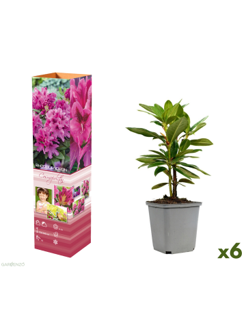 GARDENZO 6er-Set: Rhododendron Cosmopolitan in Rosa