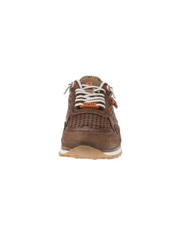 Cetti Sneaker low C-848 EXP V25 in Braun