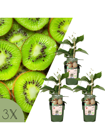 NatureNest 3er: Set Kiwipflanzen in Grün
