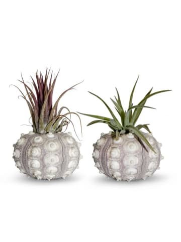 MeinVIPShop Bezaubernde Kombination aus Seeigelgehäuse und Tillandsia 2 er Set