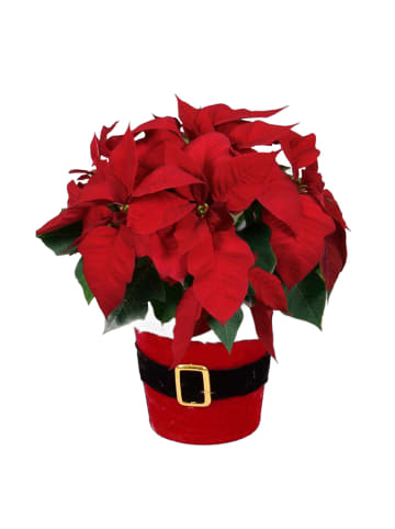 MeinVIPShop Weihnachtsstern 30 cm Santa Claus