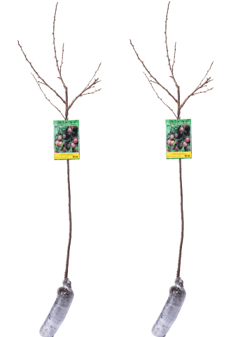 GARDENZO 2er-Set: Stachelbeere auf Stamm in Rot