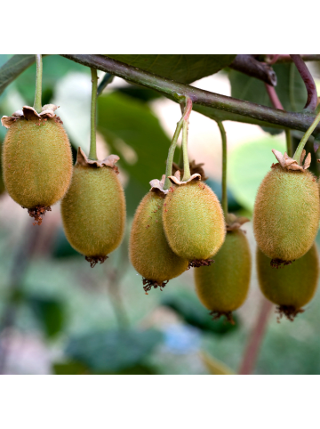 NatureNest Kiwi Beeren Set 3 Actinidia arguta bio Gartenpflanzen