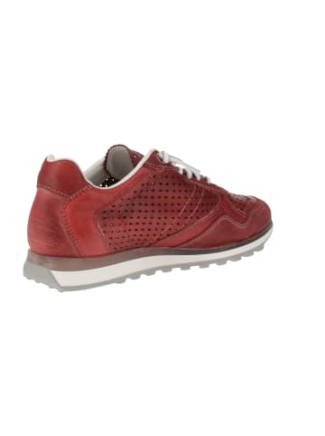 Cetti Sneaker low C-848 EXP V25 in Rot