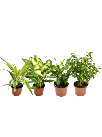 GARDENZO 4er-Set: Trendiger Zimmerpflanzen-Mix