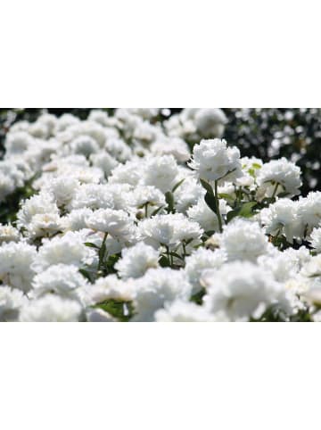 GARDENZO 6er-Set: Pfingstrose (Paeonia lactiflora) in Weiss