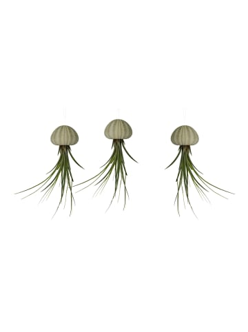 MeinVIPShop 3er Set Seeigelgehäuse urchin mit grüner Tillandsia