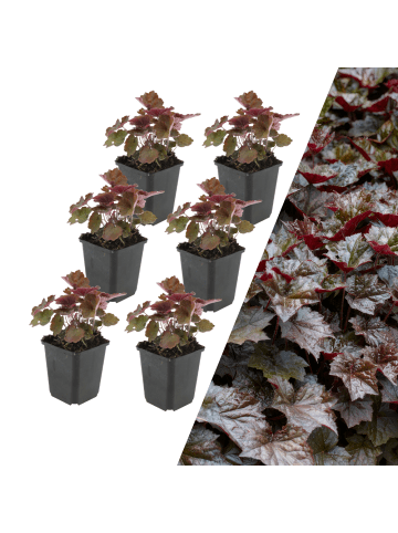 NatureNest 6 Purpurglockenblumen Pflanzen  Heuchera micrantha 'Palace Purple'  