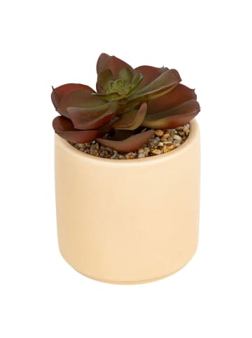Atmosphera Créateur d'intérieur Sukkulent in beige
