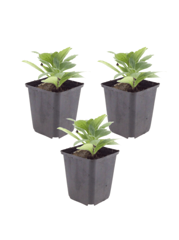 NatureNest 3er-Set: Aster frikartii Mönch Staude winterhart in Violett