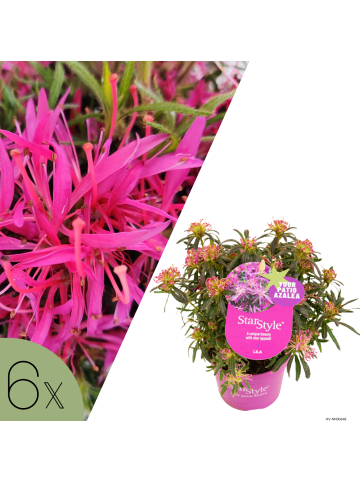 NatureNest 6er: Set Rhodo Azalea StarStyle Lila Pflanze in Lila