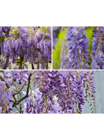 GARDENZO 6er-Set: Blaue Regenpflanzen in Lila