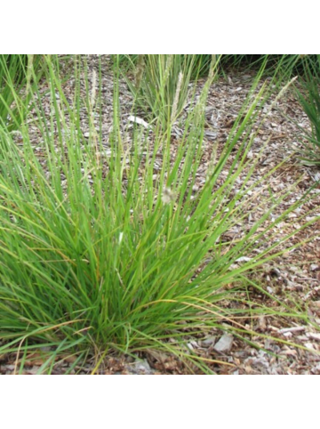 NatureNest 3er: Set Sesleria autumnalis Pflanzen in Grün