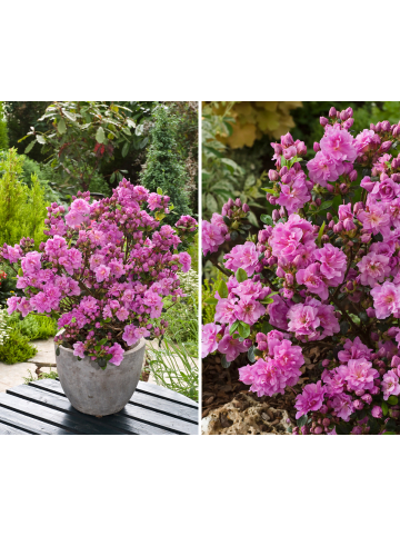 GARDENZO 3er-Set: Azalee in Lila