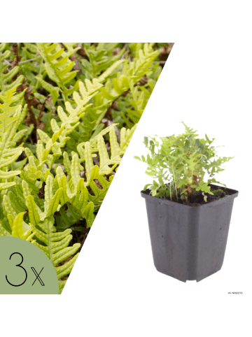 NatureNest 3 Polypodium vulgare Pflanzen in Grün Topf 9 cm Höhe 15 cm