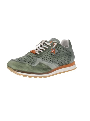 Cetti Sneaker low C-848 EXP V25 in Grün