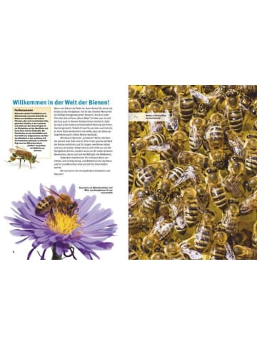 Natur und Tier-Verlag Entdecke die Bienen