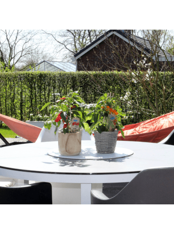 NatureNest Snackpaprika Pflanze in Rot Topf 14 cm Höhe 40 cm