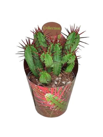 MeinVIPShop Wolfsmilch Euphorbia Enopla 