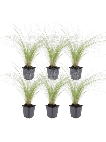 NatureNest Federgras Ponytails Set 6 Stipa tenuissima