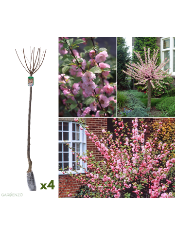 GARDENZO 4er-Set: XXL Ziermandelbaum in Rosa