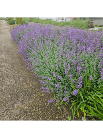 NatureNest 6 Katzenminze-Pflanzen  Nepeta 'Walker's Low'  