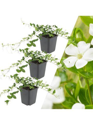 NatureNest 3 Weiße Immergrünpflanzen  Vinca minor 'Alba' 