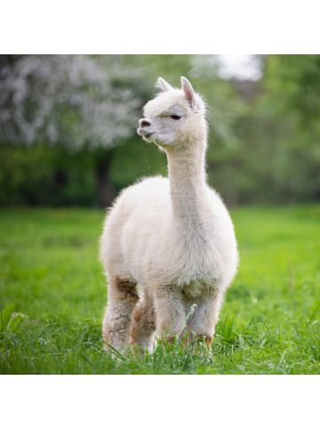 Badenia Alpaka Bettdecke normal in weiß