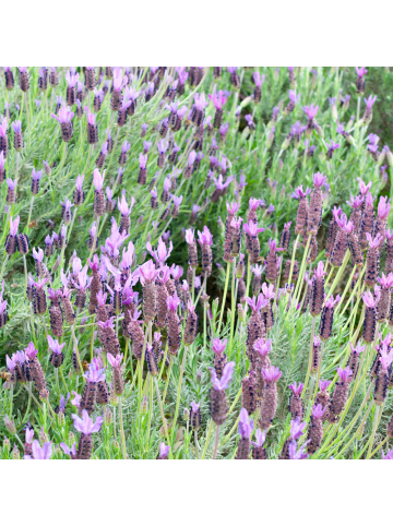 NatureNest 2er: Set Lavandula stoechas Anouk Hochstamm im Dekotopf in Lila