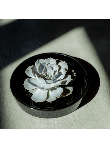NatureNest Echeveria Pulidonis kompakte Sukkulente in Keramikschale