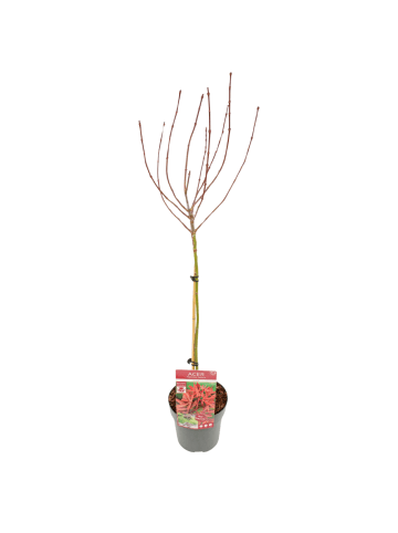 NatureNest Acer palmatum Shaina Ahorn Hochstamm in Rot