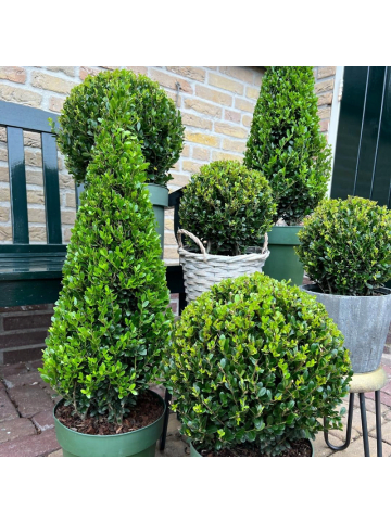 NatureNest Japanische Stechpalme Kugelform Set 2 Ilex crenata Jenny