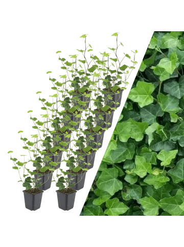 NatureNest 12 Atlantische Efeu-Pflanzen  Hedera Hibernica  