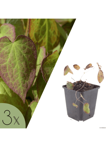 NatureNest 3er-Set: Elfenblume Epimedium rubrum Staude winterhart in Rot
