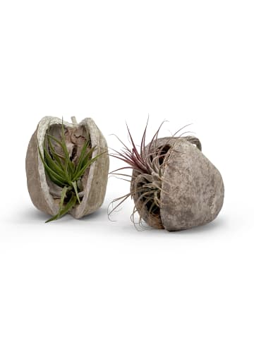 exotic living Exotische Pterygota alata Schale weiß mit Tillansia 2er Set