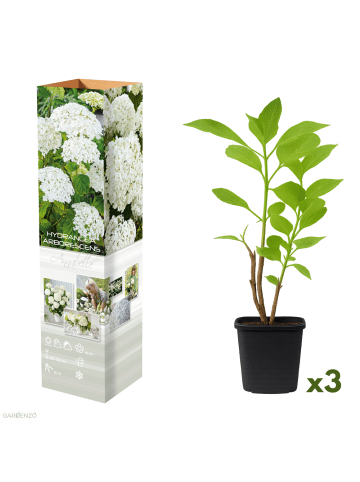 GARDENZO 3er-Set: arb. 'Annabelle' Hortensien in Weiß