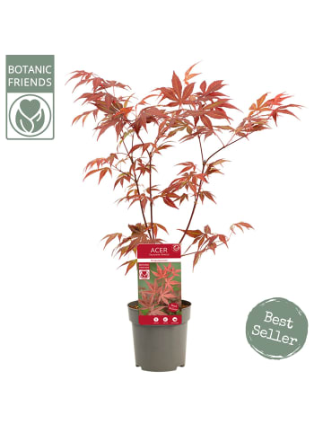 NatureNest 3er: Set Acer palmatum Atropurpureum Ahornpflanze in Rot