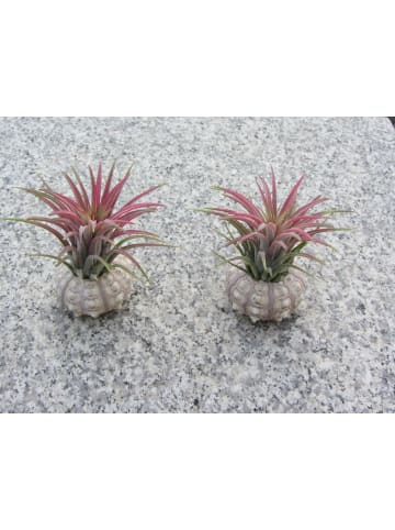 MeinVIPShop Bezaubernde Kombination aus Seeigelgehäuse und Tillandsia 2 er Set rosa