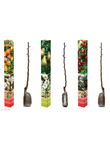 GARDENZO 3er-Set: Jonagold Apfel-Birne-Kirsch Obstbäume in Bunt