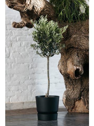 GARDENZO Olivenbaum XL