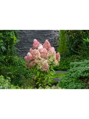 GARDENZO 6er-Set: pan. 'Pink Diamond' Hortensien in Rosa