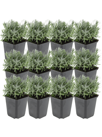NatureNest 12 Lavandula angustifolia Hidcote Pflanzen in Lila Topf 9 cm Höhe 15 cm