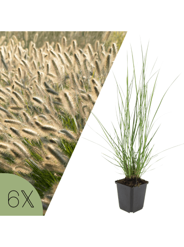 NatureNest Lampenputzergras Hameln Set 6 Pennisetum alopecuroides