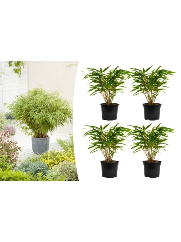 GARDENZO 4er-Set: Fargesia (Schrimbambus) Medium nicht wuchernd