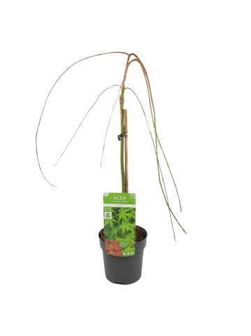 NatureNest Acer palmatum Ryusen Ahorn Hochstamm in Grün Topf 19 cm Höhe 70 cm