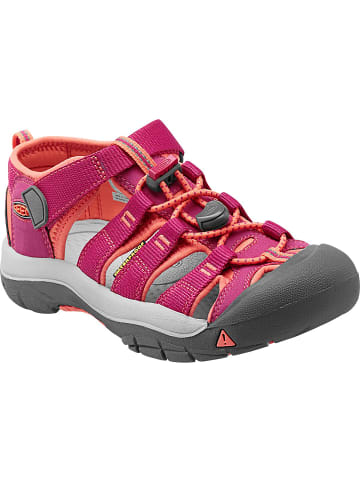 Keen NEWPORT H2 in Beere